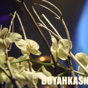 boyahkasha-bangerz-08-06-2014-50